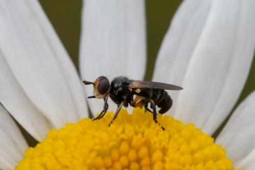 Réf. 260 346 : Thecophora cinerascens